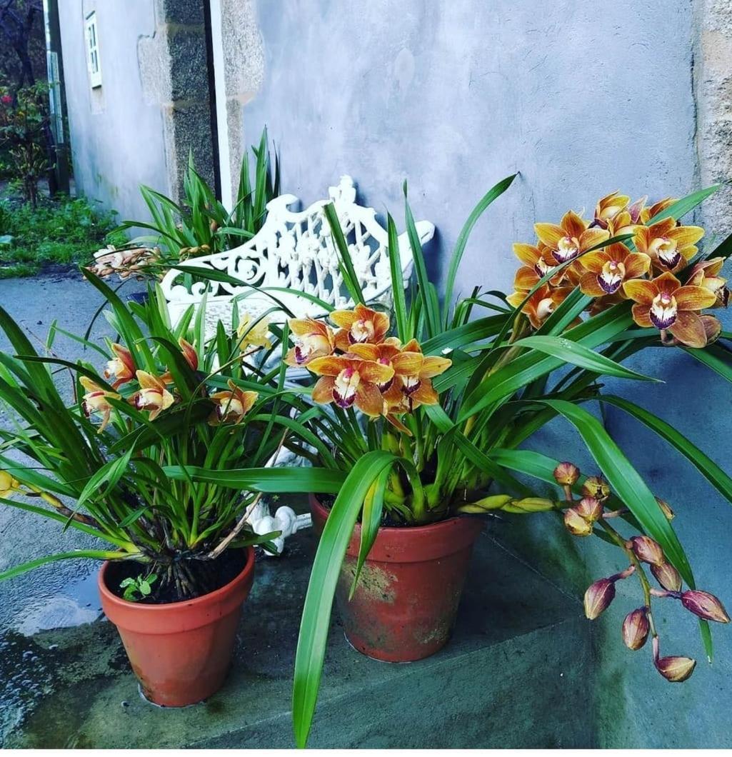 サンティアゴ・デ・コンポステーラA Casa Da Parrulaアパートメント エクステリア 写真